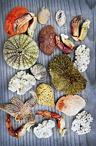 海洋宝藏团体收藏异国珊瑚标本生活动物海胆螃蟹珍宝图片