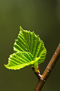 绿春叶榆树树叶生活棕色绿色植物发芽生态分支机构叶子静脉图片