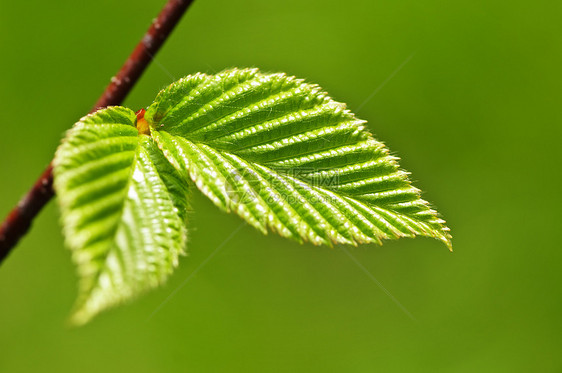 绿春叶绿色植物榆树植物宏观树叶生长生活分支机构发芽叶子图片