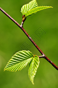 绿春叶环境分支机构季节叶子宏观生态榆树绿色植物静脉树叶图片