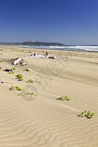 加拿大太平洋上的桑迪沙滩图片