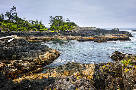 加拿大温哥华岛太平洋海岸 加拿大温哥华石头岩石树木风景轮缘森林冲浪泡沫海岸岛屿图片
