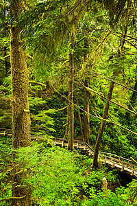 温带雨林路径树木踪迹途径森林保护娱乐人行道针叶树环境风景图片