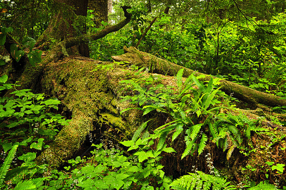 低温雨林森林铁杉树木风景公园针叶树保护生长日志植物图片