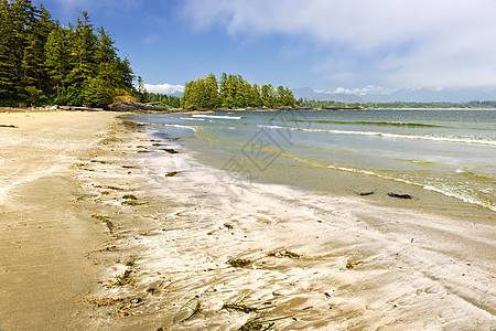 加拿大温哥华岛太平洋海岸 加拿大温哥华轮缘精梳机海洋风景海藻冲浪波浪泡沫海岸支撑图片