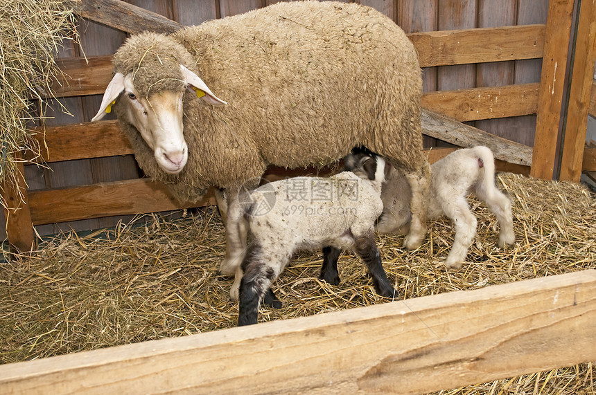 带羊羔的绵羊女性关爱场景谷仓乡村婴儿妈妈动物羊肉家畜图片
