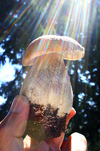 蘑菇手指森林伞菌蔬菜棕色熟食图片