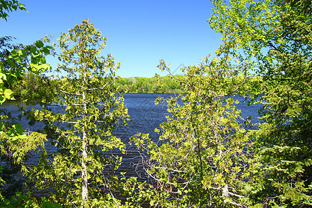 小马头湖威斯康星州活力绿地风景别墅环境植物群生态阳光池塘场景图片