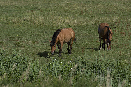 马在草地上放牧绿色棕色马匹场地农业动物荒野国家自由生态图片