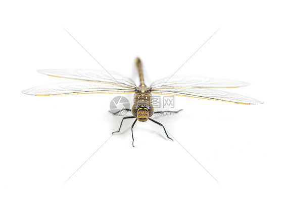 飞龙宏观生活尾巴苍蝇昆虫太阳植物野生动物蜻蜓脆弱性图片