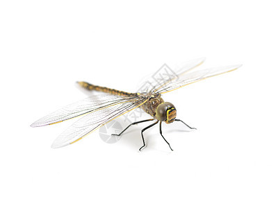 飞龙昆虫环境沼泽身体尾巴花朵昆虫学打猎苍蝇蜻蜓图片