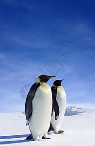 企鹅天空动物背景图片
