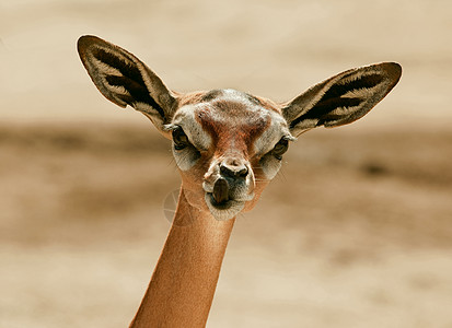 盖瑞努克语Name反刍动物眼睛女性耳朵旅行荒野公园动物生活野生动物图片