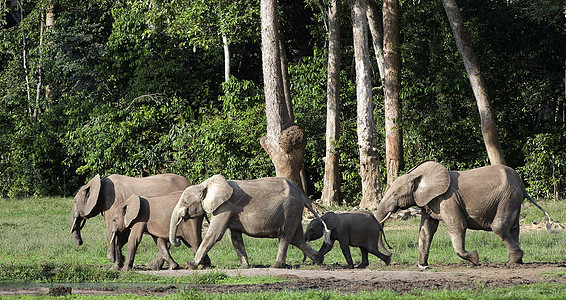 非洲森林大象耳朵团体家庭獠牙动物生活野生动物丛林生态食草图片