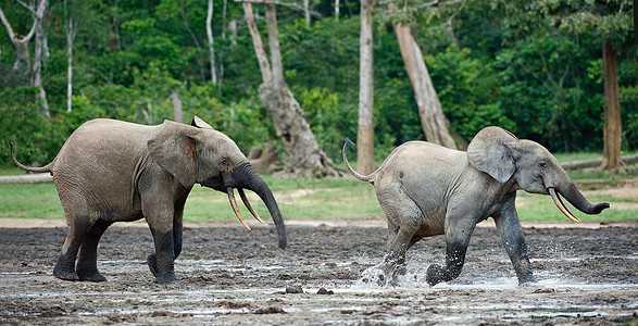 攻击大象动物树干象牙跑步森林荒野丛林生活野生动物生态图片
