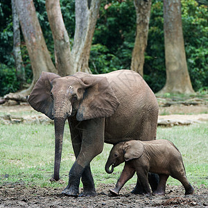 小孩大象小牛和妈妈獠牙生态母性濒危幼兽哺乳动物压痛孩子树干象牙图片