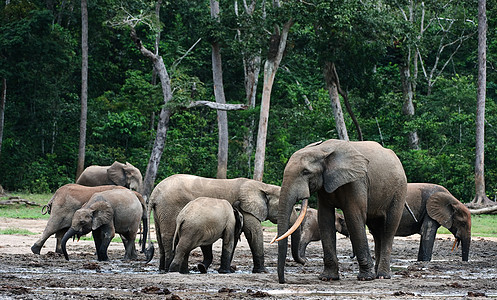 非洲森林大象耳朵濒危荒野象牙食草野生动物生态团体獠牙丛林图片
