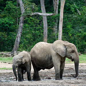 小孩大象小牛和妈妈压痛树干丛林濒危母性哺乳动物耳朵厚皮孩子动物图片