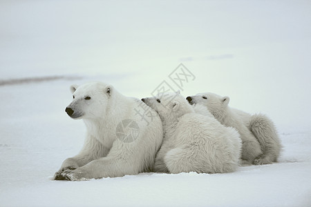 北极熊与幼崽哺乳动物捕食者濒危海事母性童年野生动物幼兽妈妈婴儿图片