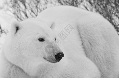 北极熊的肖像栖息地毛皮旅行哺乳动物海事野生动物食肉濒危捕食者爪子图片