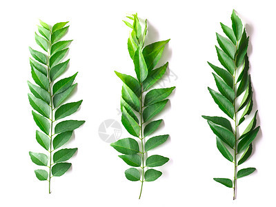咖哩树叶芳香食物草药叶子草本植物烹饪白色香料树叶水平图片