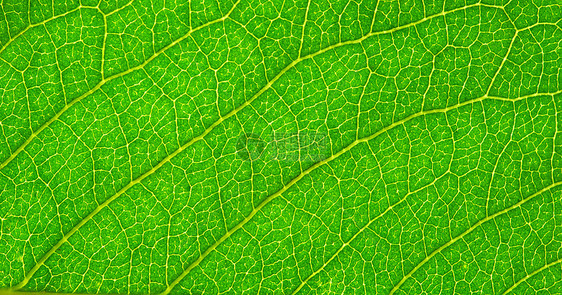 树叶背景绿色光合作用植物群生态戏剧性线条环境植物生活脉络图片
