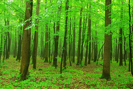 绿林荒野小路美丽季节叶子射线木头森林公园绿色图片