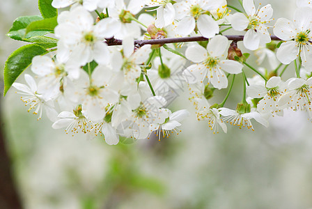 春花绿色花瓣白色季节性背景图片