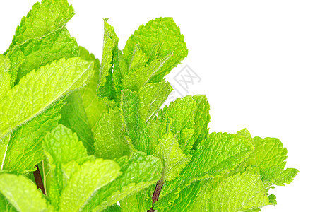 薄荷白色芳香草本健康植物烹饪叶子绿色食谱花园图片