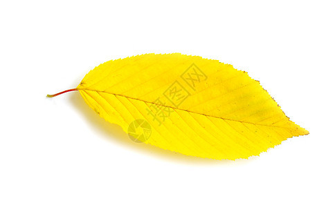 秋叶季节植物学黄色桌面叶子橙子白色公园树木落叶图片