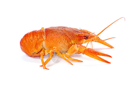 龙虾宏观淡水食物午餐小吃眼睛贝类白色红色小龙虾图片
