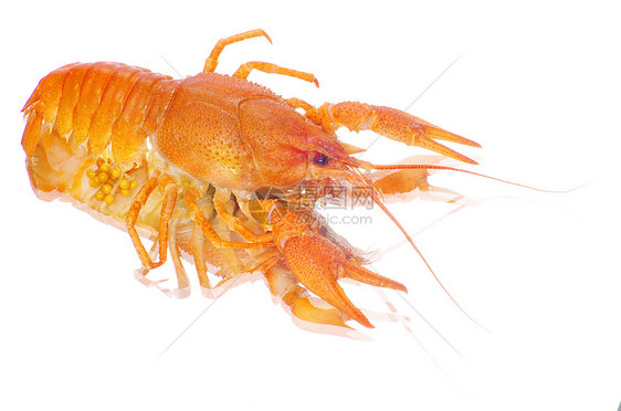 龙虾宏观白色午餐贝类眼睛天线食物红色淡水小吃图片