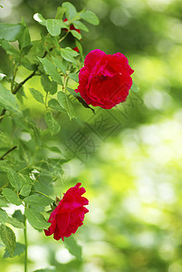 玫瑰宏观花瓣水分液体生长植物叶子飞沫环境图片