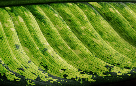 绿叶生活宏观叶子活力生物学植物环境静脉光合作用植物学图片