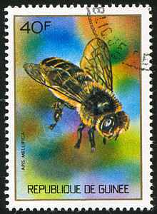 蜜蜂飞行海豹邮资翅膀腹部动物集邮漏洞动物群信封图片