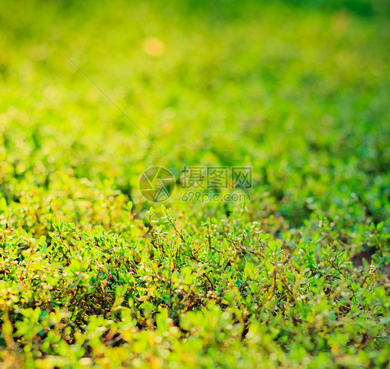 绿草植物群场地风格装饰院子生长环境草地草原植物图片