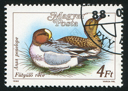 鸭子荒野邮戳公园邮件翅膀动物海豹水禽信封邮票图片