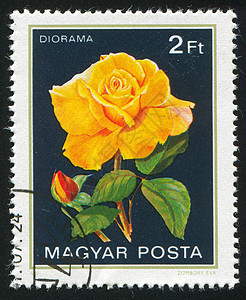 玫瑰花花明信片邮票植物学邮件花瓣玫瑰植物群海豹花店邮资图片