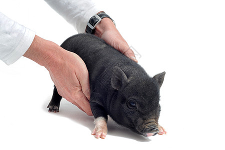 猪头疾病工作室医疗兽医考试水平农场家畜小猪检查图片
