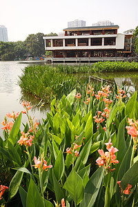 花园中的花朵季节植物小路石头生活公园晴天紫色蜜蜂百合图片