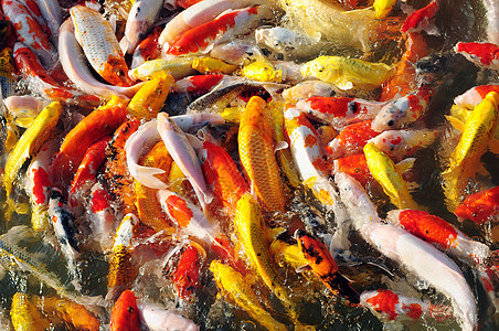 组群生长的鲤鱼生物学情调游泳动物学水族馆红色文化团体白色运动图片