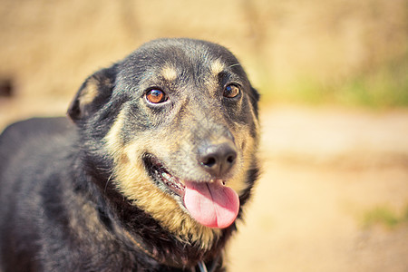 年轻的德国牧羊人牧羊犬哺乳动物攻击食肉头发安全宠物衣领小狗说谎图片