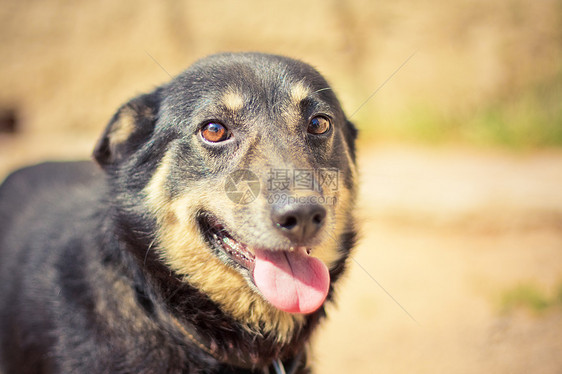 年轻的德国牧羊人牧羊犬哺乳动物攻击食肉头发安全宠物衣领小狗说谎图片