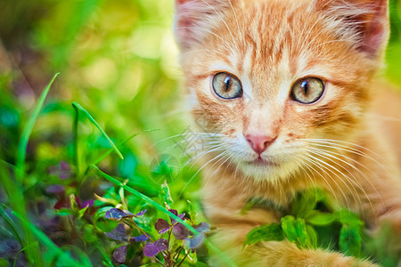 小猫小猫正在猎食青草太阳公园毛皮场地草地晶须眼睛猫咪猫科宠物图片