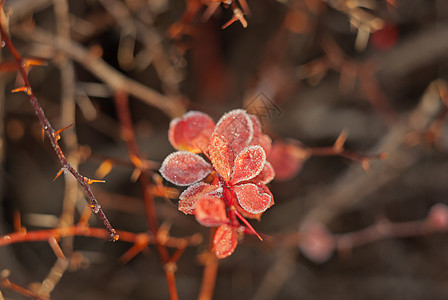 红叶季节火花雪花天气水晶宏观冻结季节性白色图片