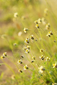 春花本底植物群环境花瓣植物甘菊辉光雏菊芳香日落疗法图片