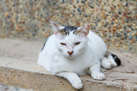 猫肖像猫咪宠物毛皮嘴唇街道小猫牛奶动物爪子耳朵图片