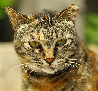 猫肖像头发好奇心隐藏胡子猫咪注意力鼻子男性胡须猫科图片