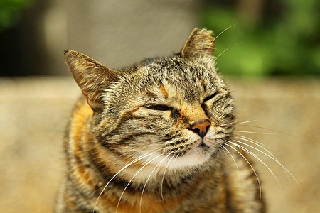 一只猫乐趣动物数字说谎宠物手表哺乳动物眼睛虎斑图片