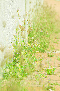 春草和鲜花图片